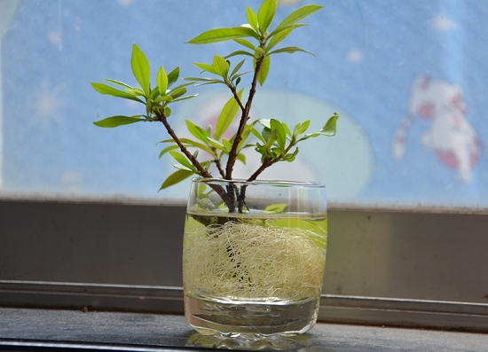 栀子花水培