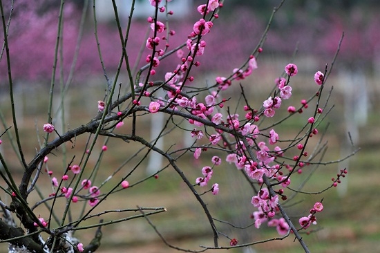 梅花树