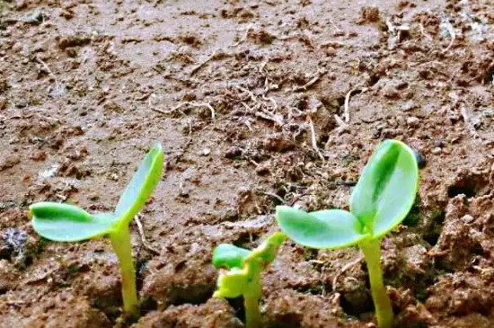 瓜子的种植方法和时间