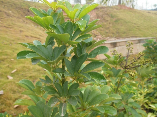 鸭掌木的繁殖方法(鹅掌柴)