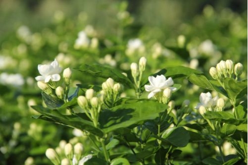 茉莉花不开花怎么办