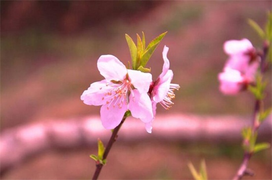 桃花祛斑方法如下，六种方法让你祛斑