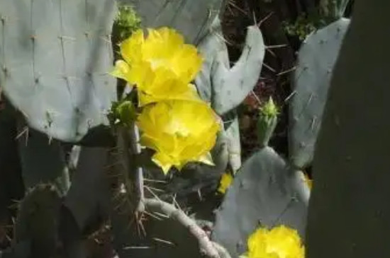 仙人掌是花还是树