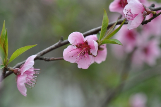 桃花