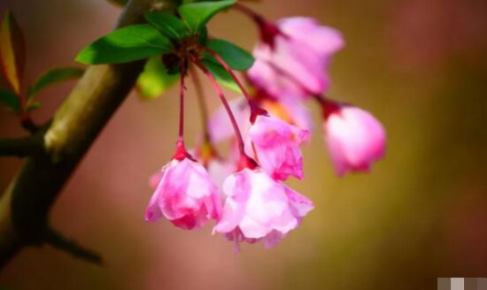 海棠花什么时候开，农历3月到5月/一年只开一次花