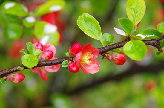 海棠花什么时候开，农历3月到5月/一年只开一次花