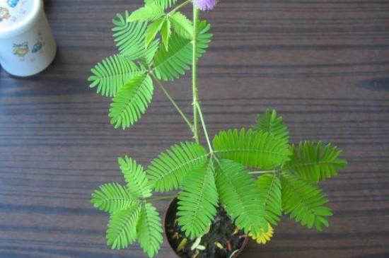 含羞草有毒吗 适合在室内养吗