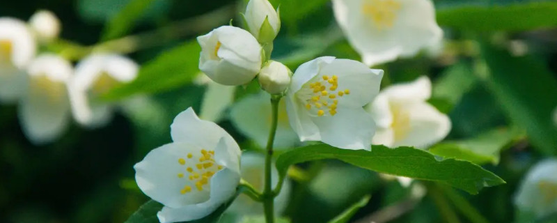 茉莉花叶子发黄是怎么回事