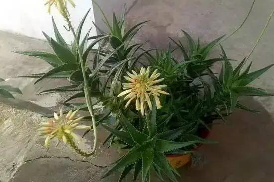 芦荟开花的寓意什么