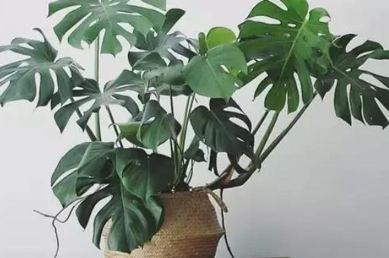 龟背竹叶子发黄怎么补救