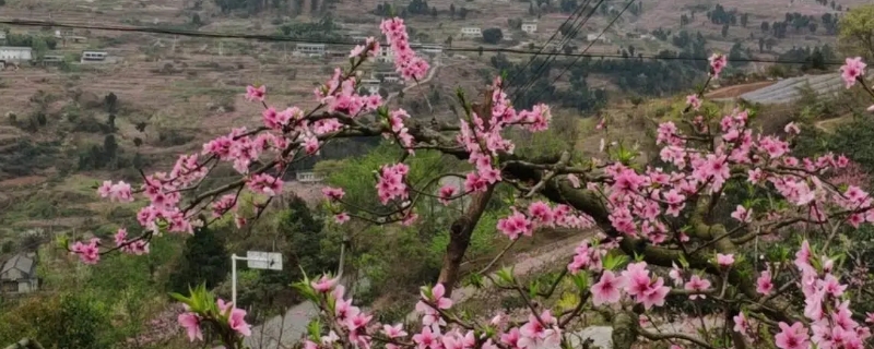 桃花多久浇一次水