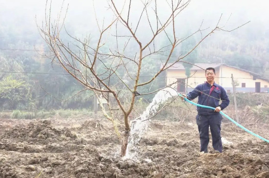 桃花多久浇一次水