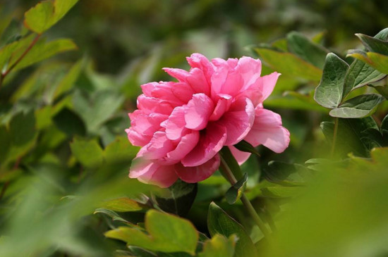 牡丹的繁殖季节及方法