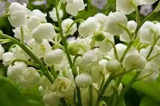 白色铃兰花象征着什么