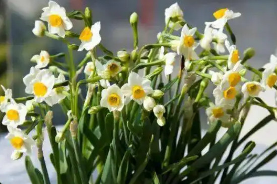 水仙花什么季节开放