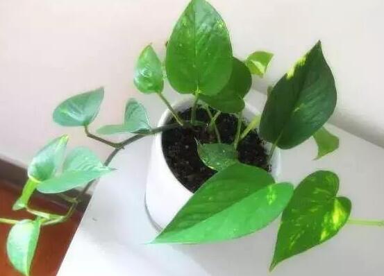 一棵绿萝七个鬼只是谣言，绿萝是阴气植物吗(不是)