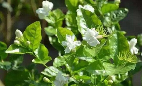 茉莉花怎么养开花多，五个小技巧让你的茉莉花爆盆