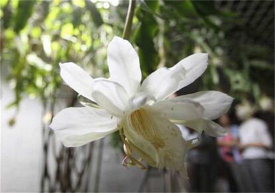 家里养昙花风水好吗，风水极好/昙花开花可带来好运