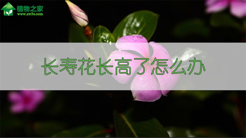 长寿花长高了怎么办