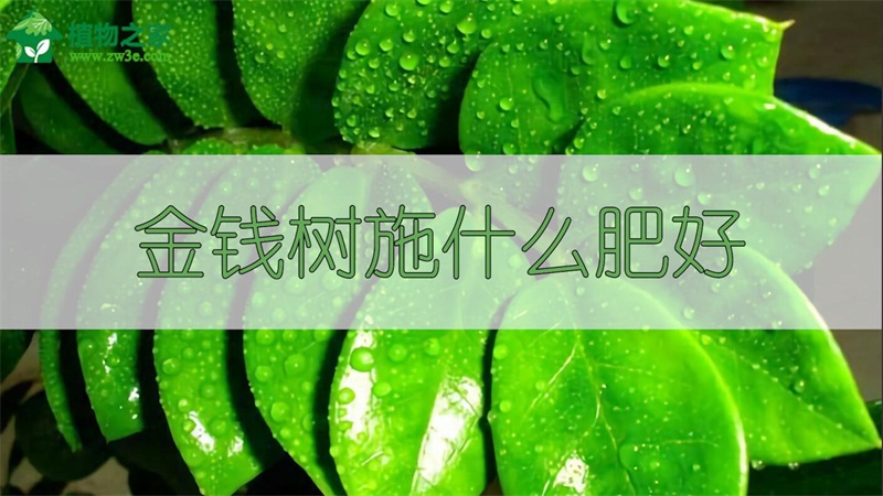 金钱树施什么肥好