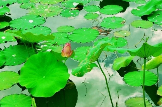 范县万亩荷花观赏时间