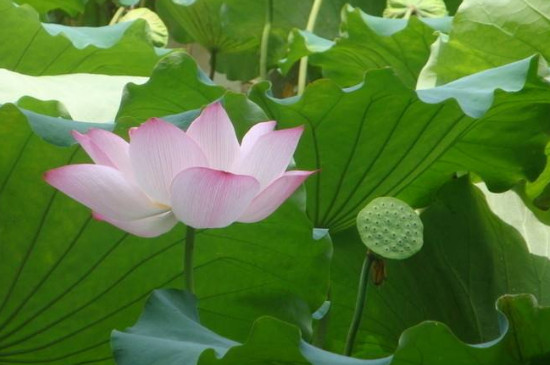 荷花叶子边缘发黑枯萎