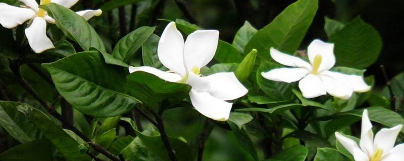 栀子花不开花掉花苞