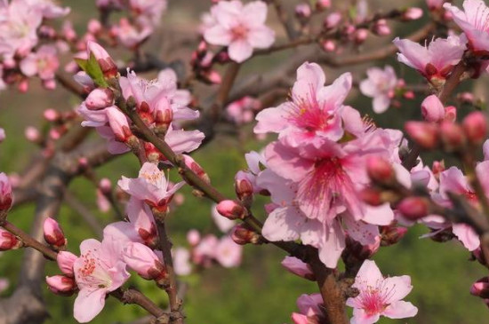 桃花属于什么花