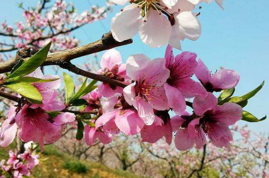 桃花是什么花