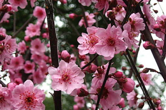 梅花夏天怎么养