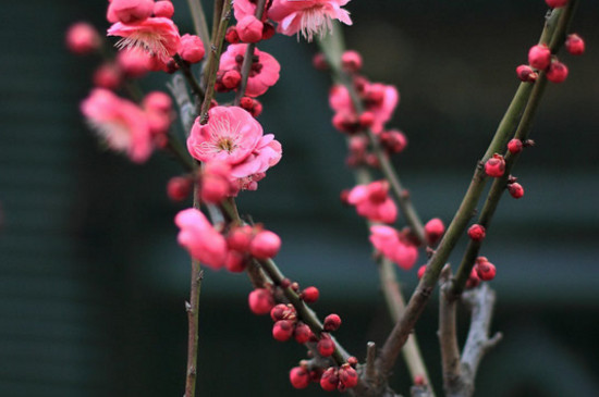 梅花夏天怎么养