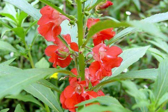 水梅花和凤仙花的区别