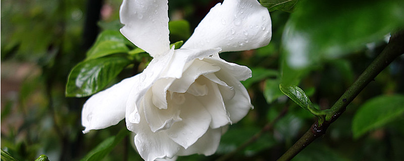 枙子花夏季怎样养护