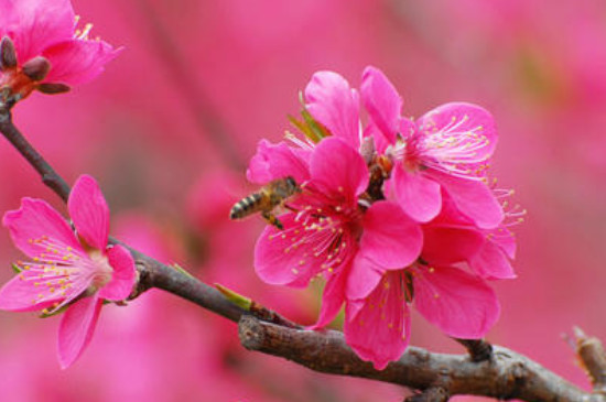 广东过年桃花怎样种植