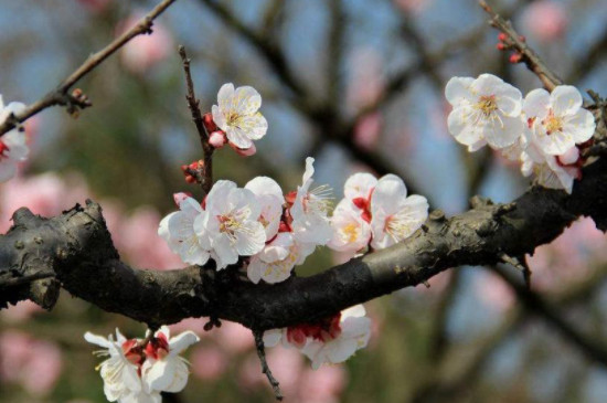 梅花树苗什么季节栽种