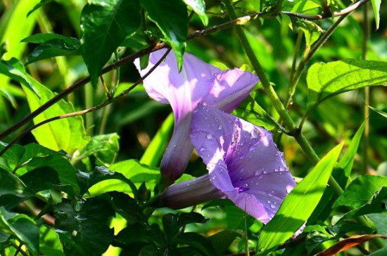 牵牛花怎么种植方法