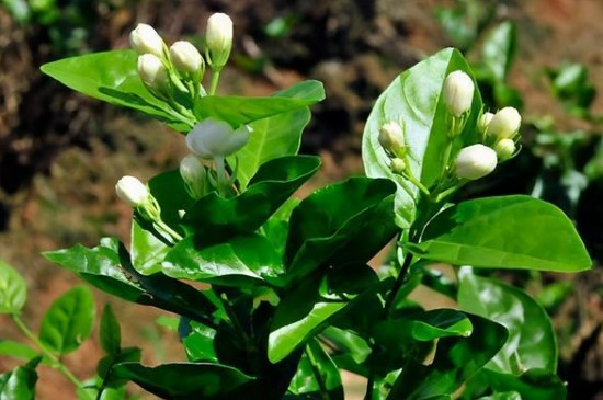 茉莉花的养殖方法