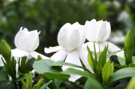 栀子花花蕾为什么没开就掉了