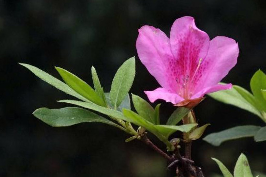 杜鹃花花谢后花梗要剪掉吗