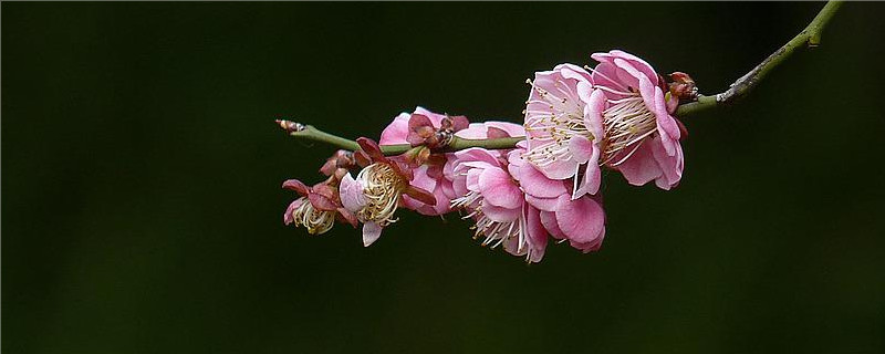 梅花叶子卷曲干枯怎么回事