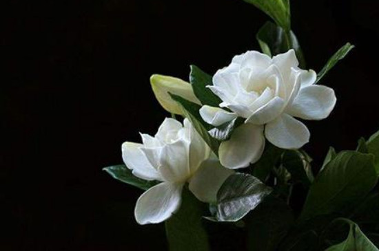 栀子花光杆一直不发芽