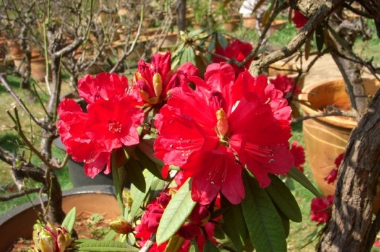 马银花和杜鹃花的区别