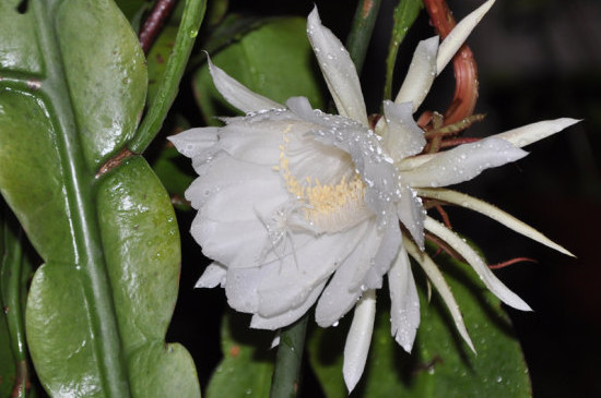 昙花长杆子多久开花