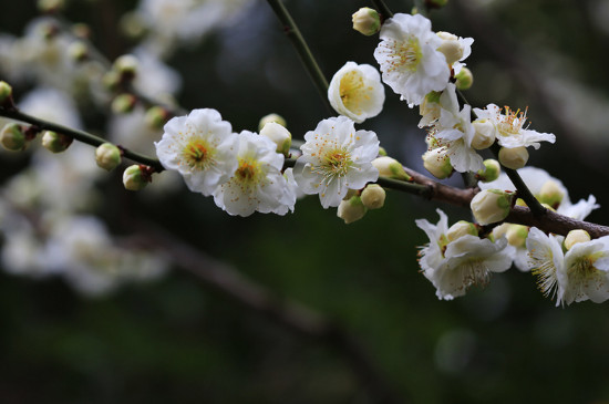 室内盆栽梅花怎么养