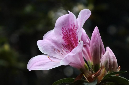 杜鹃花花谢后怎样修剪