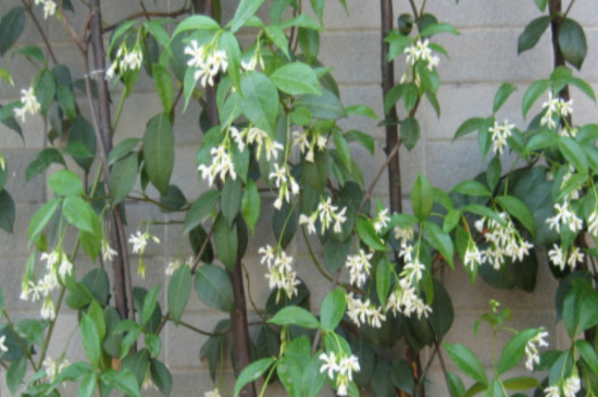 银丝茉莉爬藤植物怎么养