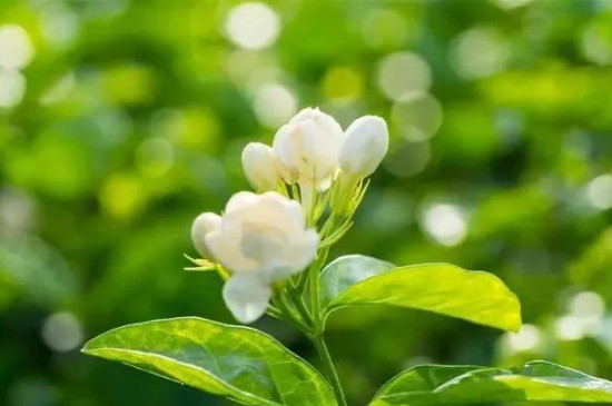 茉莉花开过花后要剪枝吗