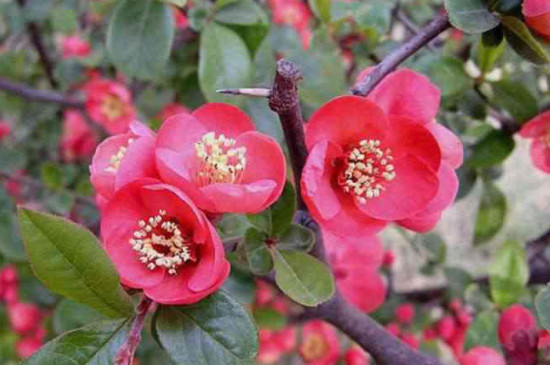 长寿冠海棠花开完花后该怎么处理