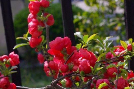 长寿冠海棠花开完花后该怎么处理