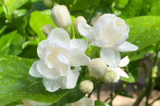 茉莉花种植方法与技巧